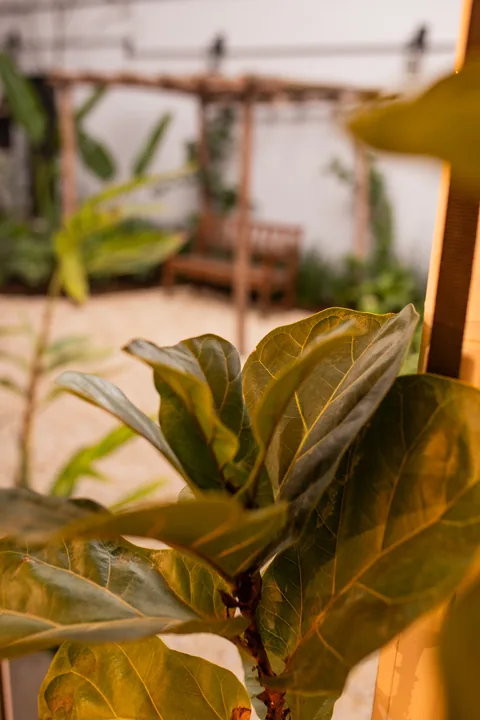 Folhas de figueira em primeiro plano e o pergolado do jardim ao fundo